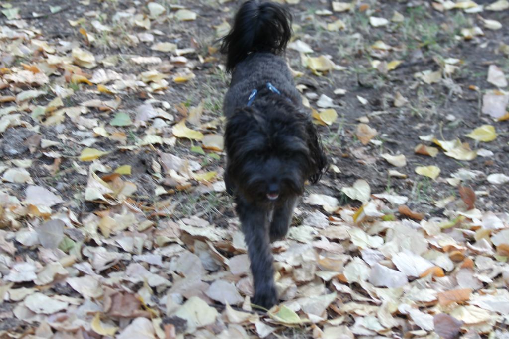 Teddy